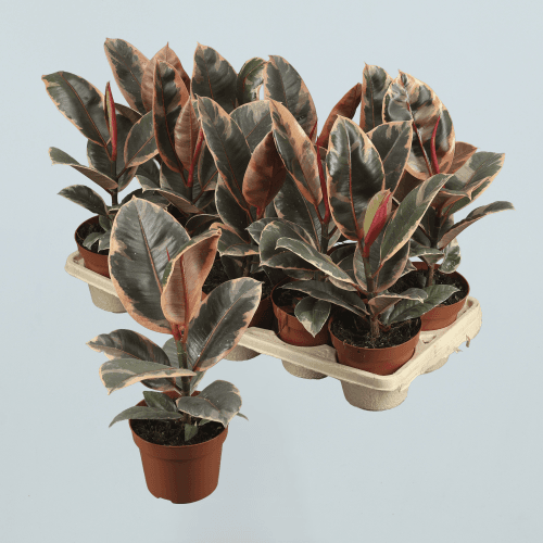 Ficus elastica Belize (gomero variegado)