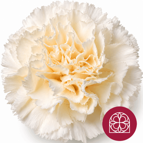 Clavel Rodas Select