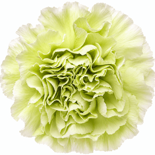 Cravo Verde Selva 60 cm, Flor fresca de 60 cm de comprimento