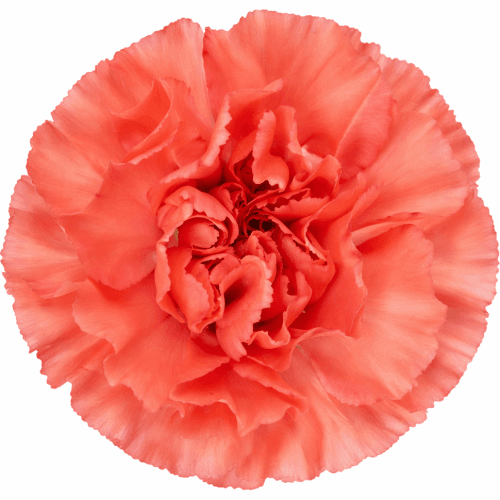 Clavell taronja Kalimero, Flor fresca de 60-70 cm de llarg, ram de 25 tiges