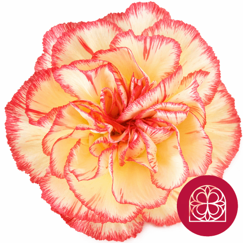 Clavel Happy Conference Select
