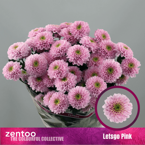 Chrysanthème rose Letsgo Pink, Fleur fraîche de 70 cm de long, bouquet de 3 tiges