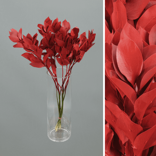 Molho de 20 Ruscus (gilbardeira) pintado vermelho 60 cm