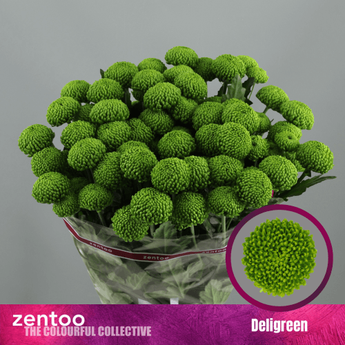 Chrysanthème vert Deligreen, Fleur fraîche de 70 cm de long, bouquet de 3 tiges