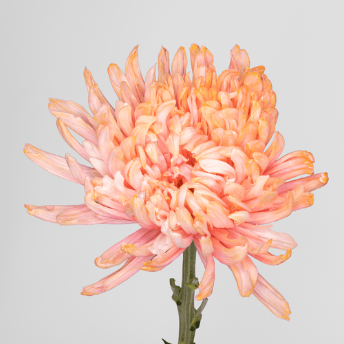 Ramo de 10 Chrysanthemum (crisantemo) Antonov doble melocotón, Flor fresca de 70 cm de largo, 10 tallos