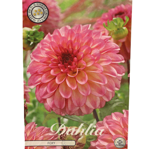 Bulbo Dahlia Foxy