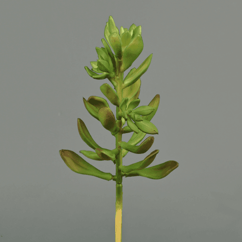 Lot de 3 Sinocrassula artificielles 20 cm