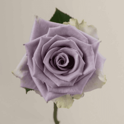 Rosa Shocking Blue Lavanda 70 cm, Flor fresca de 70 cm de comprimento, ramo de 25 hastes