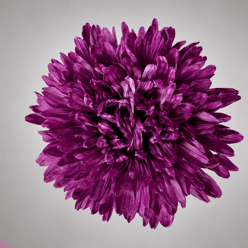 Bouquet de 10 chrysanthèmes violets Antonov Dark Cherry, Fleur fraîche de 70 cm de long, 10 tiges