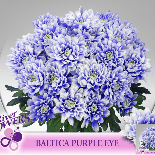 Chrysanthème blanc Baltica Purple Eye, Fleur fraîche de 70 cm de long, bouquet de 3 tiges