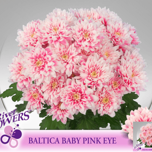 Chrysanthème rose Baltica Pink Eye, Fleur fraîche de 70 cm de long, bouquet de 3 tiges