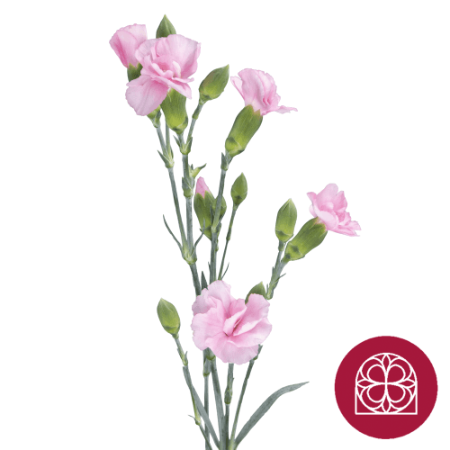 Clavel rosa claro Solomio Lala Drink, Flor fresca de 70 cm de largo, ramo de 40 tallos