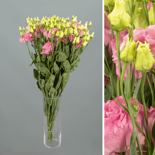 Ramo de 10 Lisianthus Doble Alissa Rose Pink (Eustoma), Flor fresca de 70 cm de largo, 10 tallos