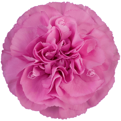 Clavell lavanda Siren, Flor fresca de 70 cm de llarg, ram de 25 tiges Geoflora