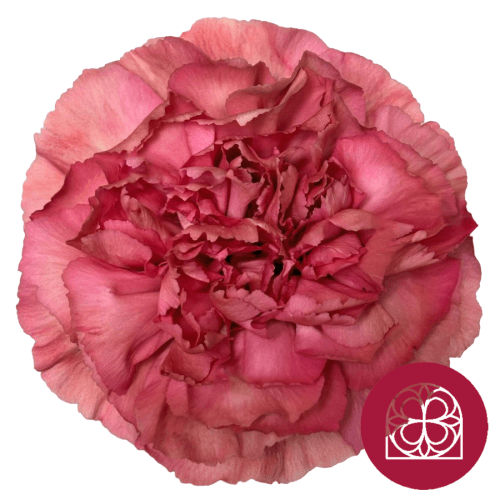 Ramo de 25 caraveis Dorotea vermello cereixa (Dianthus caryophyllus)