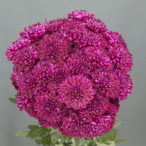 Crisantemo Candy Crush Purple
