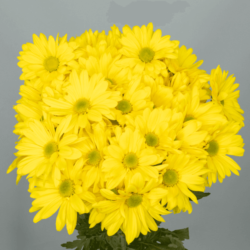 Bouquet de 20 Chrysanthèmes Jaunes Amor Alegría, Fleur fraîche de 70 cm de long, 20 tiges