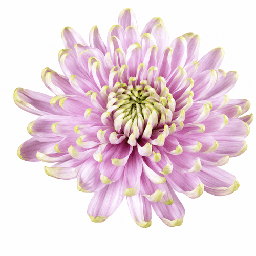 Bouquet de 10 Chrysanthèmes Uniflora Rose et Vert Rossano Charlote, Fleur fraîche de 70 cm de long, 10 tiges