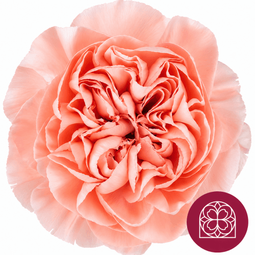 Clavell rosa clar Eternal Love, Flor fresca de 70 cm de llarg, ram de 40 tiges