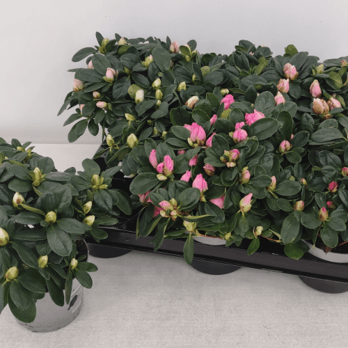 Azalea Mix, Mixto