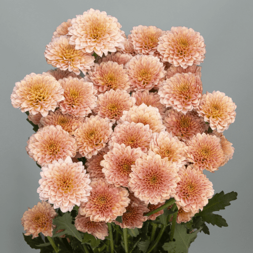 Crisantemo Santini Miller Apricot