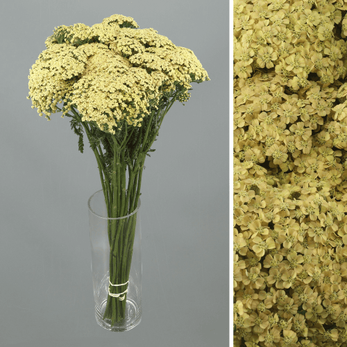 · Achillea Neonglow Saffron, Crema