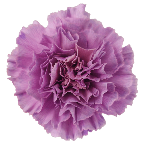 Clavel violeta Zen teñido, Flor fresca de 70 cm de largo, ramo de 20 tallos