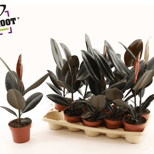 Ficus Elastica Abidjan (Seringueira)