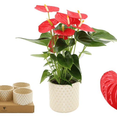 Anthurium Esudo Rojo en Maceta de Cerámica, Planta de 36 cm de alto, pack de 5 uds