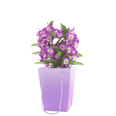 Bossa Floral Noor Lavanda, 20 cm (10 u.)
