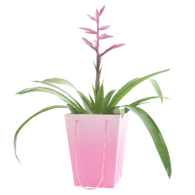 Bossa Floral Noor Rosa, 20 cm (10 u.)