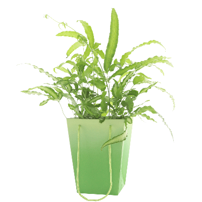 Bossa Floral Noor Verd Clar, 20 cm (10 u.)