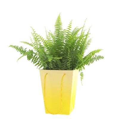 Bossa Floral Noor Groc, 20 cm (10 u.)
