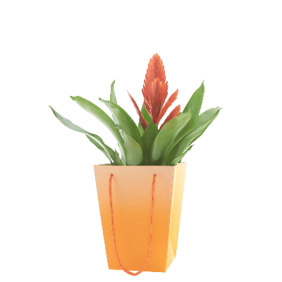 Bossa Floral Noor Taronja, 20 cm (10 u.)