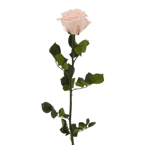 Rose Éternelle Rose Pâle sur Tige, Fleur stabilisée de 50-55,5 cm de long, lot de 13 unités