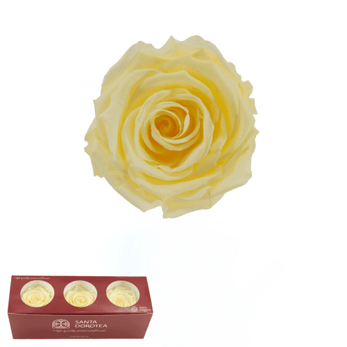 Cabeza de Rosa Preservada Amarillo Pastel, Ø 3-4 cm