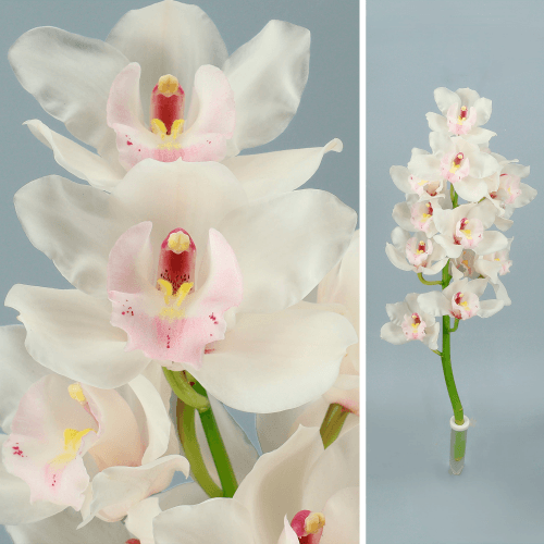 Cymbidium Dos Pueblos
