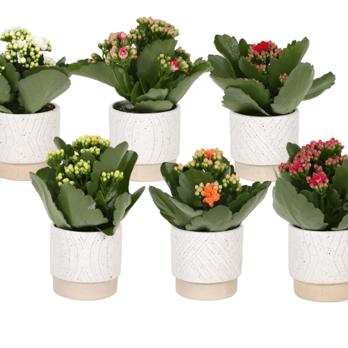 Kalanchoe Rosalina multicolor em cerâmica, Planta de 15 cm de altura, conjunto de 12 unidades