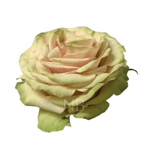 Ramo de 25 rosas (Rosa) Cute Enigma de 80 cm, Flor fresca de 80 cm de comprimento, 25 hastes