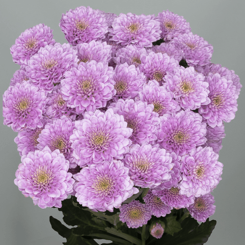 Crisantemo Santini Miller Sweet Lavender