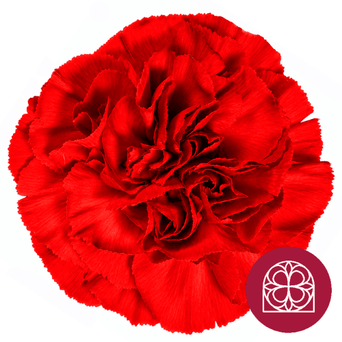 Ramo de 40 claveles rojos Soho (Dianthus caryophyllus), Flor fresca de 60 cm de largo, 40 tallos