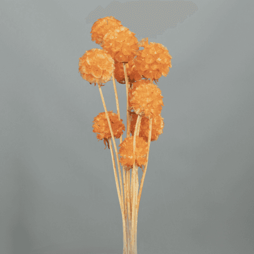 Scabiosa Preservada Naranja, Flor preservada de 30 cm de largo