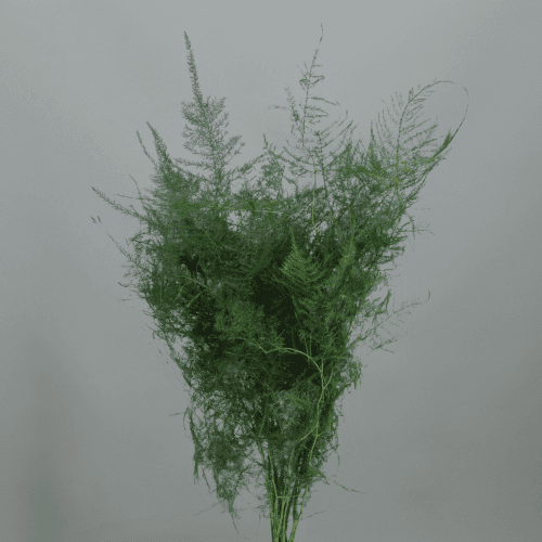 Esparraguera Verde