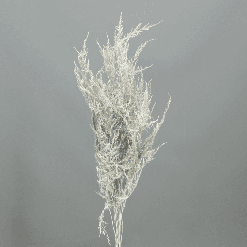 Aspargo Ornamental Preservado Branco