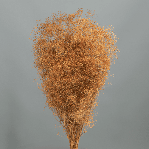 Paniculata Preservada Marrón