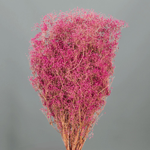 Paniculata Preservada Fucsia