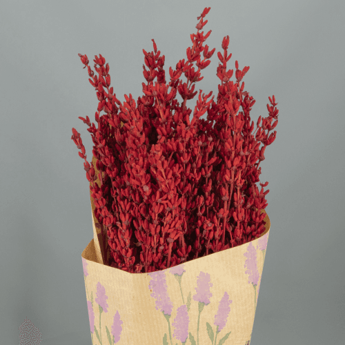 Lavanda Preservada Roja