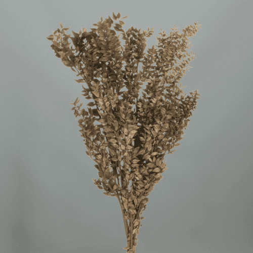 Ruscus Préservé Marron, Fleur stabilisée de 70-80 cm de long