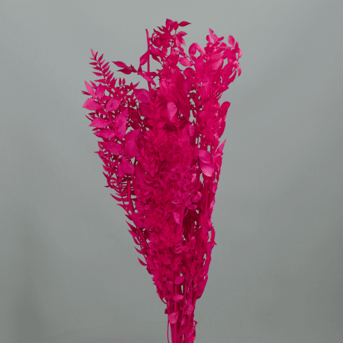 Ruscus Préservé Fuchsia, Fleur stabilisée de 70-80 cm de long