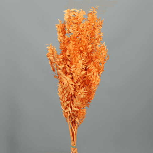 Ruscus Préservé Orange Clair, Fleur stabilisée de 70-80 cm de long